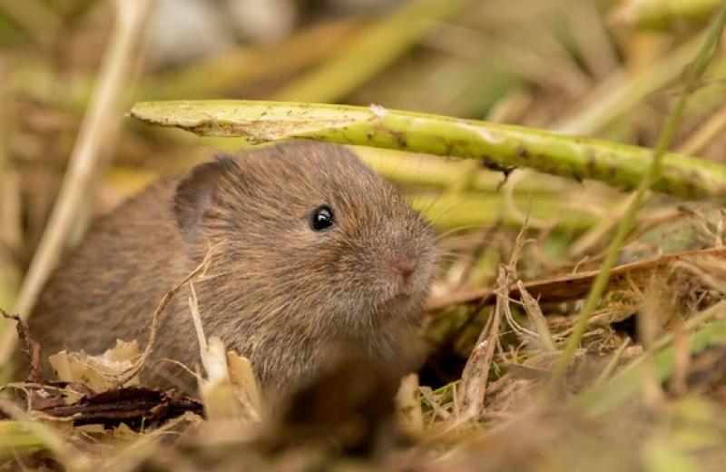 Výzkumníci hledají přírodní zbraň proti přemnoženým hrabošům