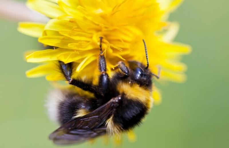 Bzzz... Pomáháme hmyzu, uzdravujeme krajinu