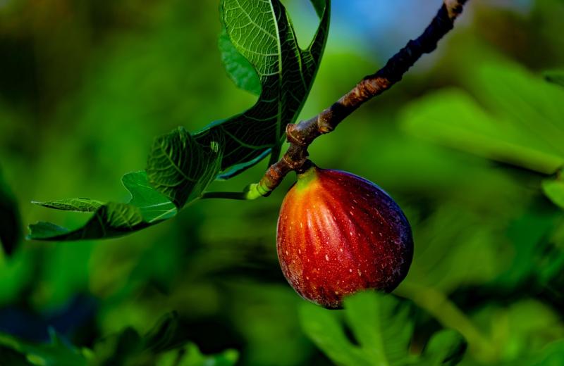 Ficus carica