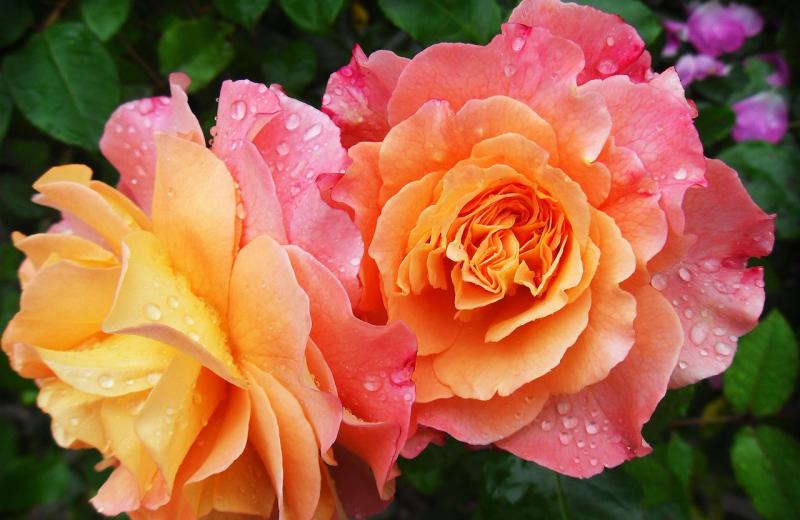 Rosa