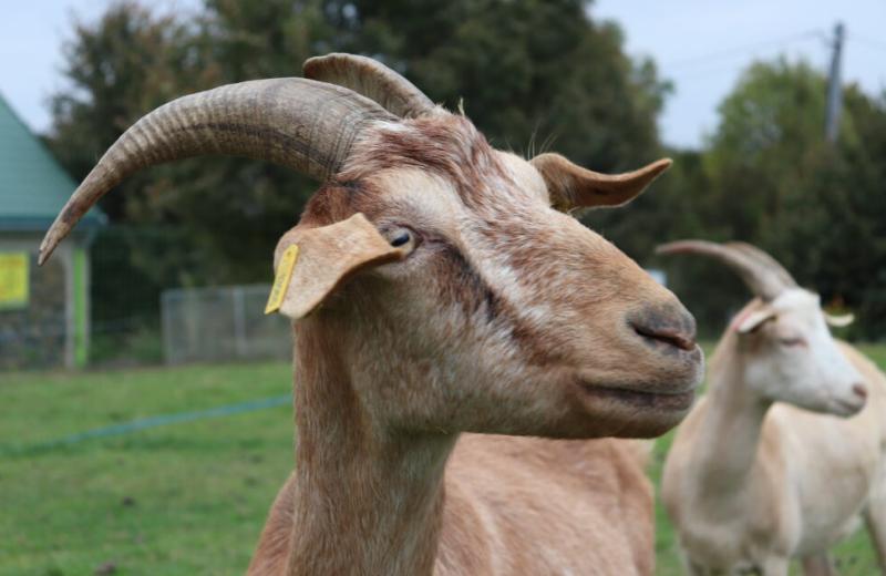 Jak na výživu „nenáročných“ koz