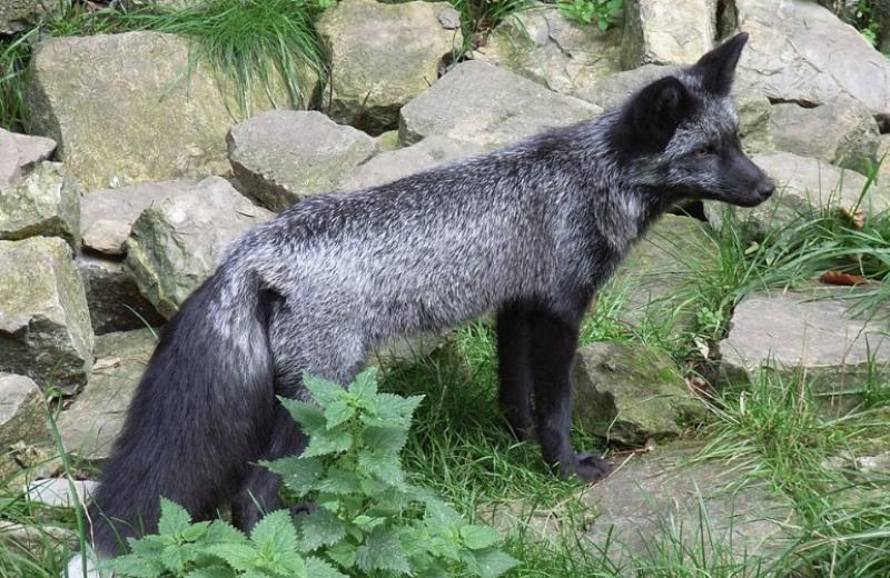 silver fox