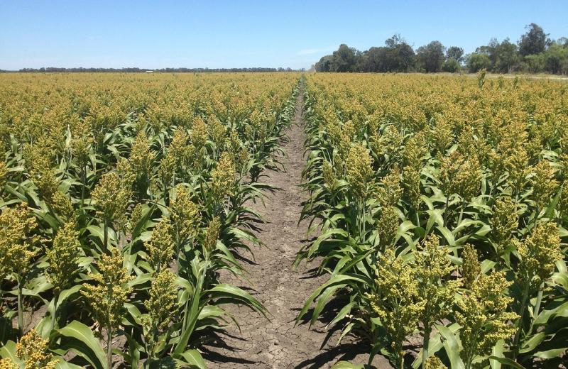 Sorghum bicolor