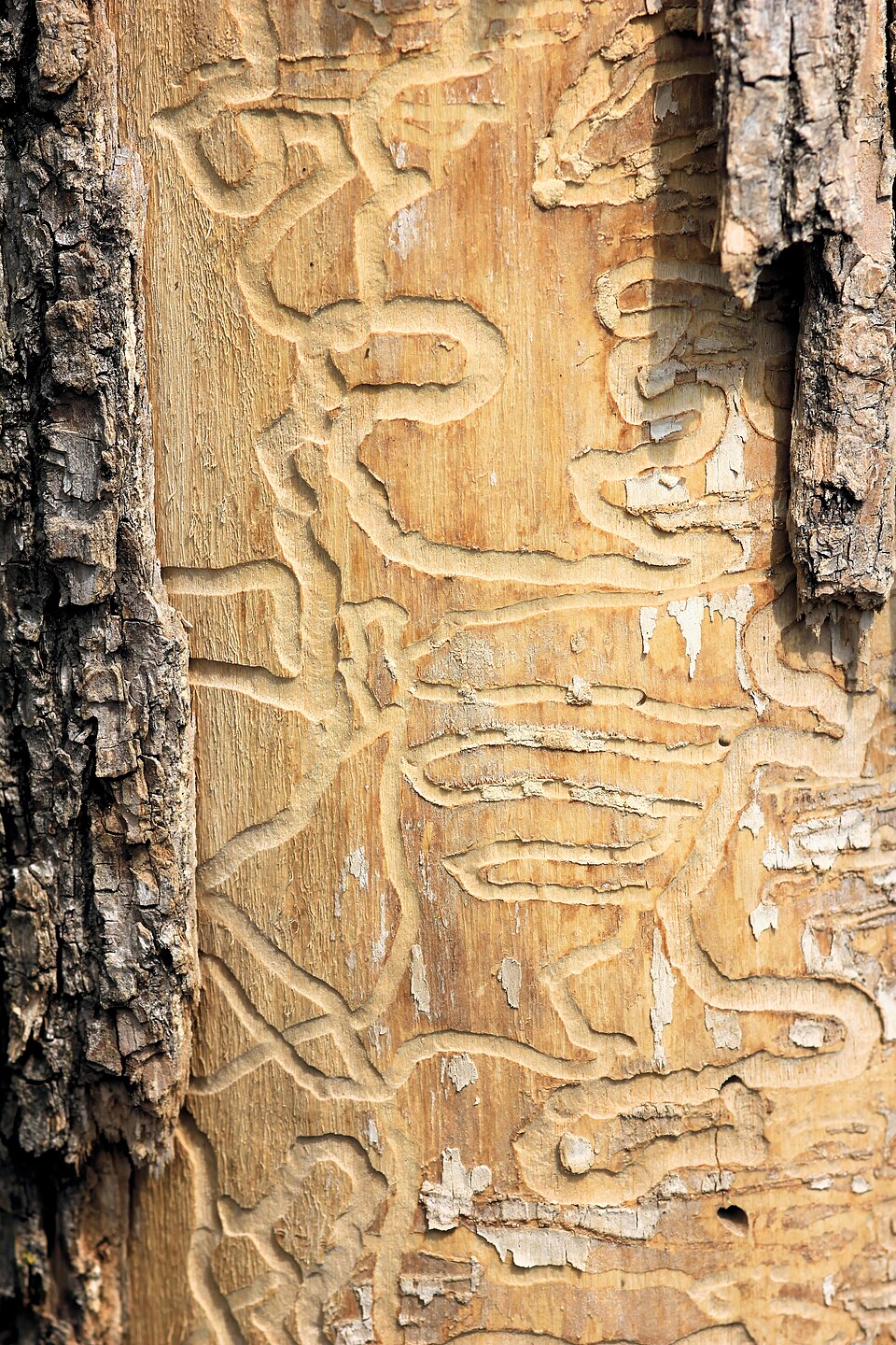 Trackways of Emerald Ash Borer Agrilus planipennis in unidentified tree species [online fotografia]. 16. dubna 2012 [cit. 2026-09-25]. Licencia CC BY 4.0. Dostupné z: https://commons.wikimedia.org/wiki/File:Trackways_of_Emerald_Ash_Borer_Agrilus_planipennis_1164.jpg
