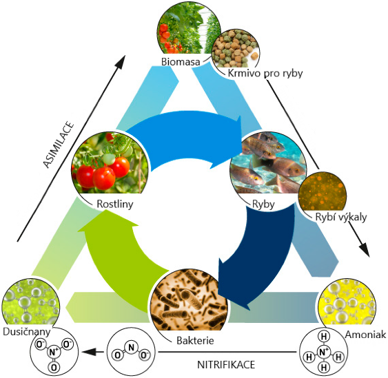schéma fungování akvaponie 