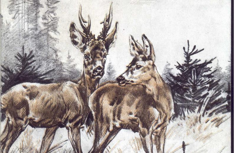 ŽIDLICKÝ, František. [Ilustrace na obálce]. In: ZLATNÍK, Vilém. Lovy a zkušenosti za 50 let. 1. vyd. Praha: Studentská knihtiskárna, 1947.