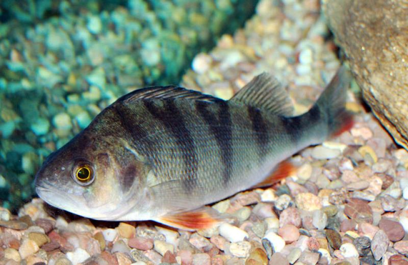 V Nizozemsku pomáhají lidé rybám překonat vodohospodářské stavby pomocí "rybího zvonku"