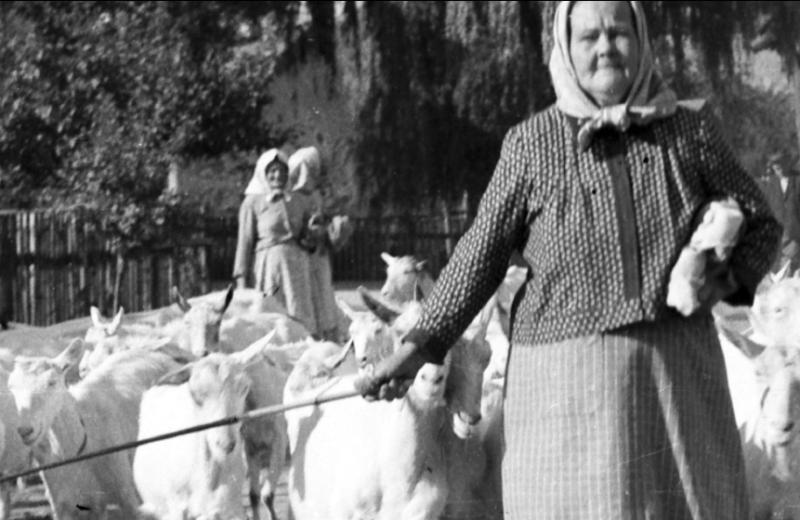 Společná cesta: Člověk a hospodářská zvířata v proměnách času a vědy