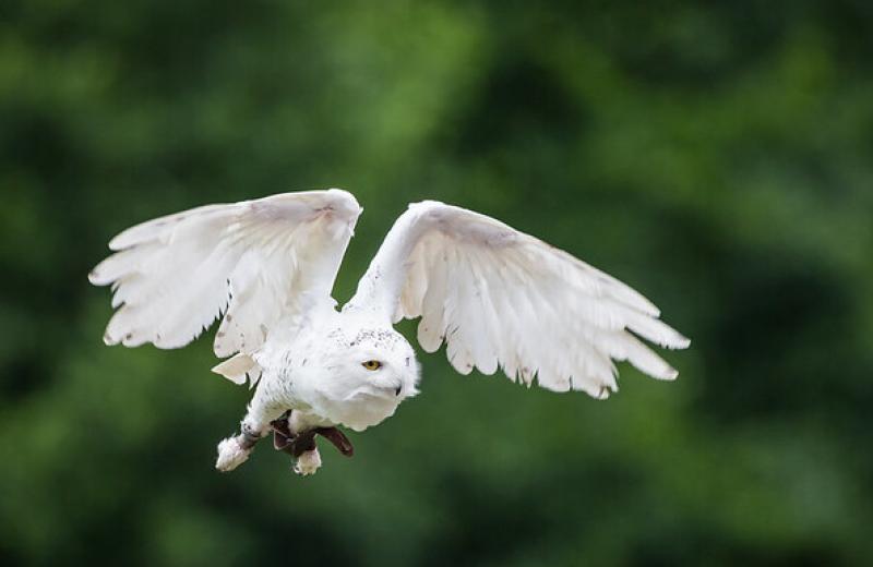 Na seznam mezinárodně chráněných zvířat přibylo 40 nových druhů