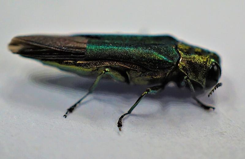 STOLL, K. / NATIONAL PARK SERVICE. Emerald Ash Borer [online fotografia]. 18. června 2018 [cit. 2026-09-25]. Volné dílo (Public domain). Dostupné z: https://commons.wikimedia.org/wiki/File:Emerald_Ash_Borer_(43750917910).jpg 