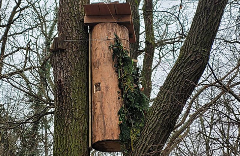 Na šesti místech v Praze se objevili brtníci. Do stromů věší starodávné úly 