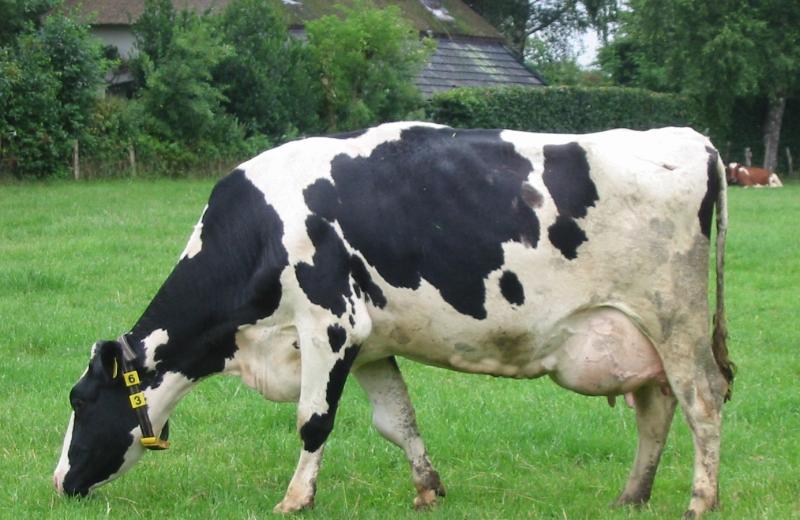 Národní holštýnsky šampionát 2026