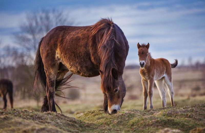 V milovické rezervaci se narodila první letošní hříbata, čekají na ně zájemci z celého Česka i ze zahraničí