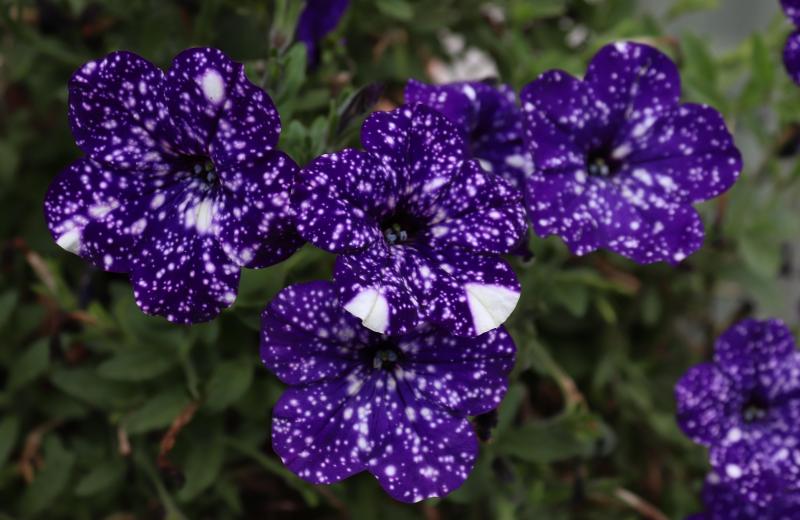 Petunia 