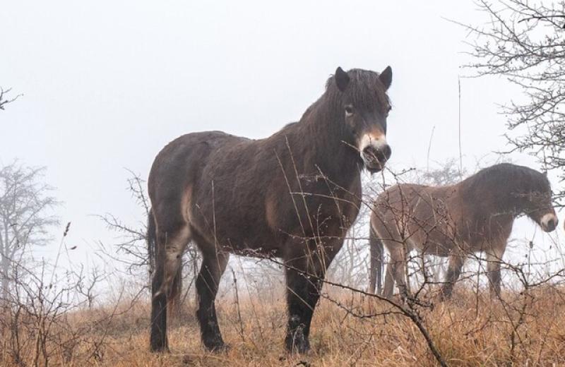V Českém ráji vznikla nová rezervace divokých koní. Je už druhá na Liberecku a sedmnáctá v ČR