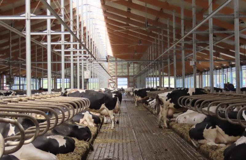 Smart detekce v chovu dojnic pro lepší reprodukci i zdraví