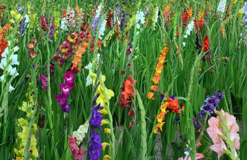 Gladiolus