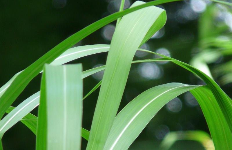 Miscanthus 