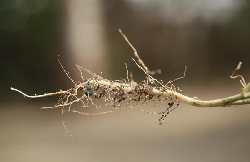 hlízkové baktérie