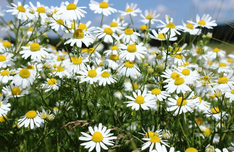 Matricaria chamomilla)