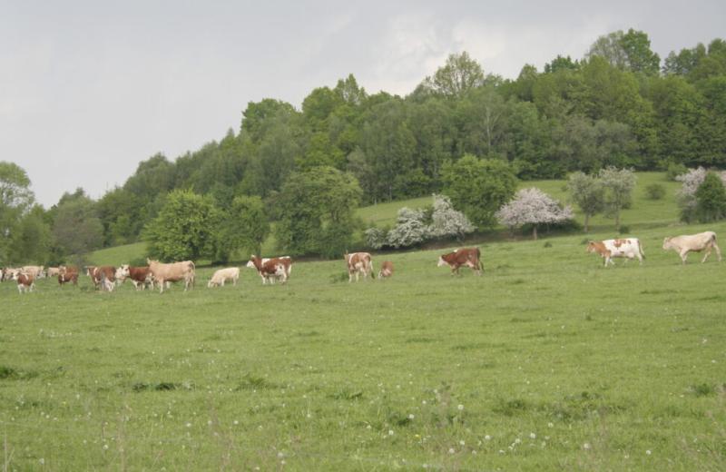 Nové pojetí pastvy a emise z chovu hospodářských zvířat