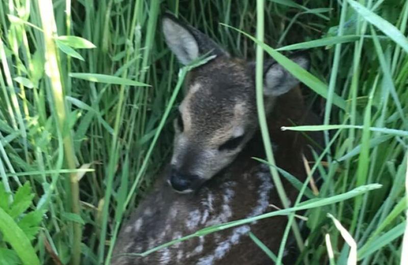 Dobrovolníci se mohou zapojit do ochrany srnčat před jarním sečením
