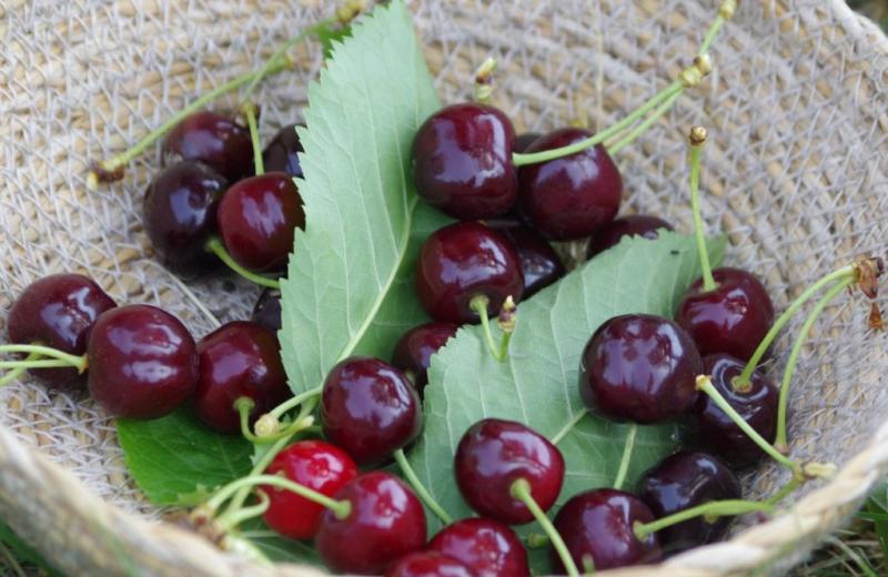 VÝSTAVA OVOCE Rané odrůdy třešní 11. - 13. 6. 2026