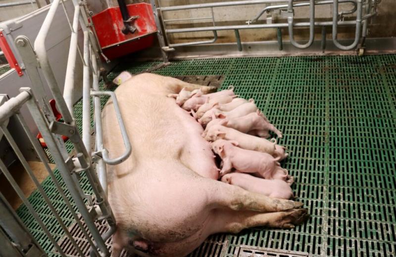 Ustájení prasnic ve vztahu k užitkovosti a welfare