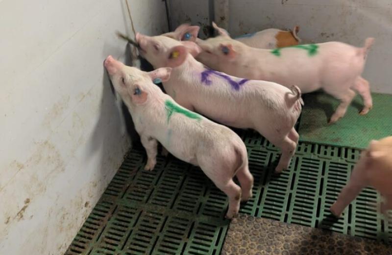 Enrichment ovlivňuje abnormální chování prasat