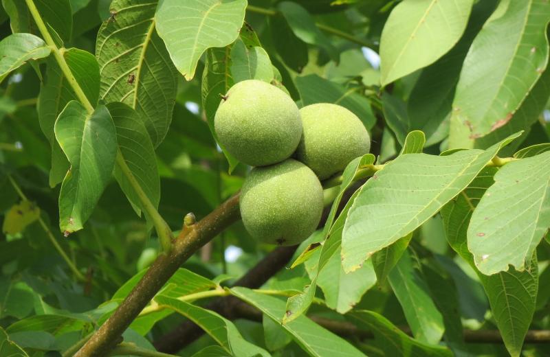 Juglans regia 